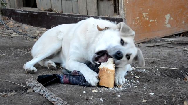Уча смотреть онлайн