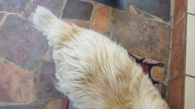 Бимка и Симка..