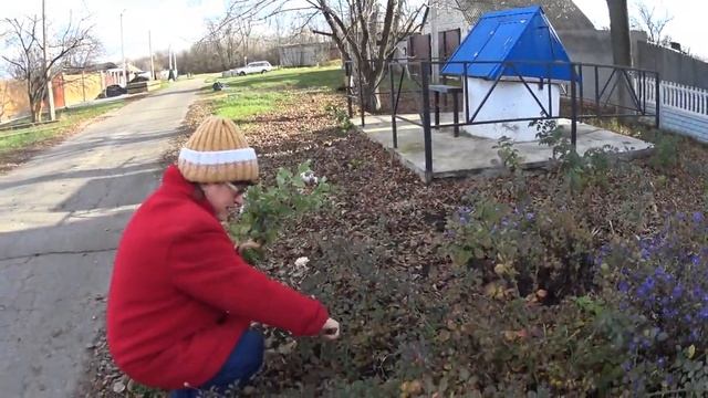 КАПУСТА ЗИМНЯЯ- ЧТО ЗРЯ . смотреть онлайн