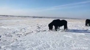 Першероны Владимирский Тяжеловоз в Казахстане