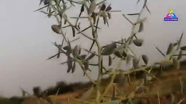 90% लोग जवासा को नहीं पहचानते, जवासा और धमासा की पूरी पहचान करें/Identification of Alhagi maurorum смотреть онлайн