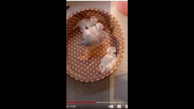 Коты и кошки. смотреть онлайн