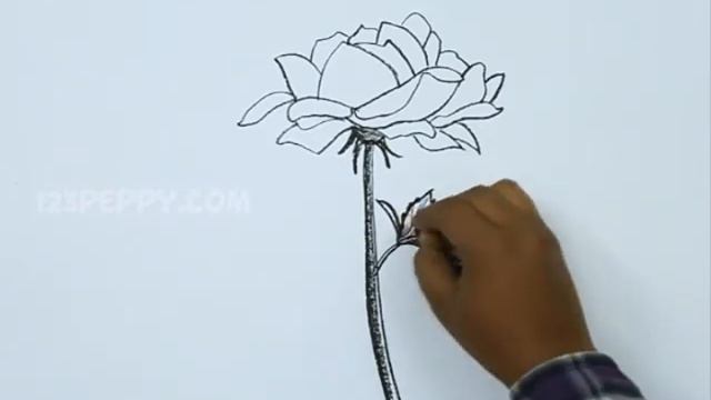 How to Draw a Rosa Rugosa смотреть онлайн