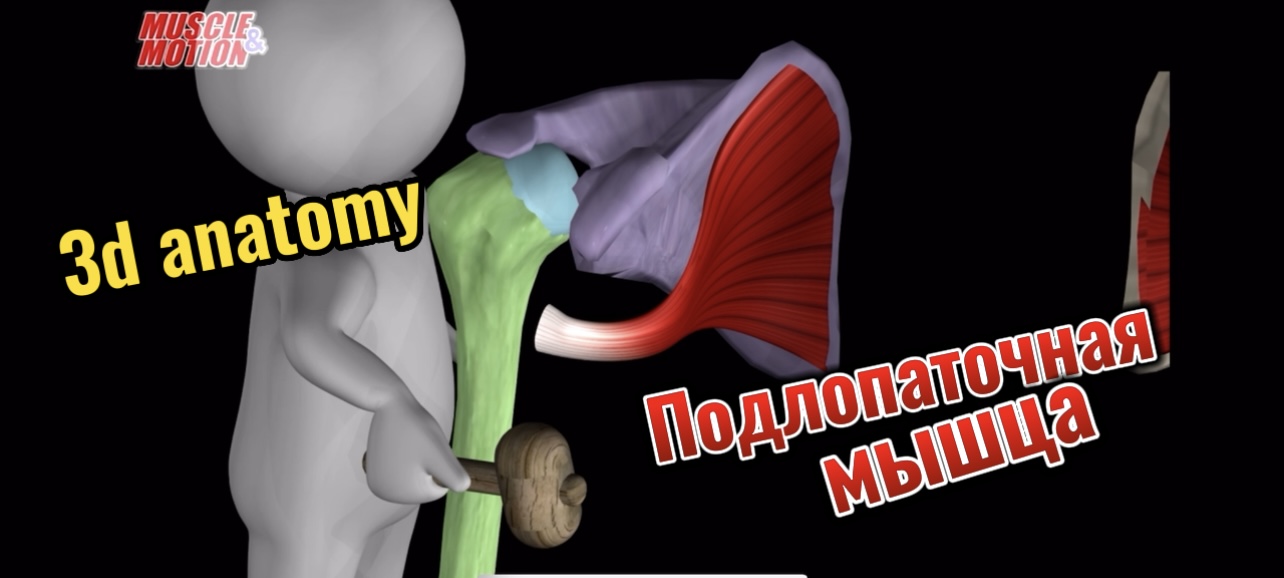 3d anatomy. Подлопаточная мышца. смотреть онлайн