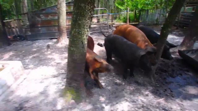 Американская ФЕРМА - СВИНЬИ Коровы Куры FloridaYalta 30.07.2015