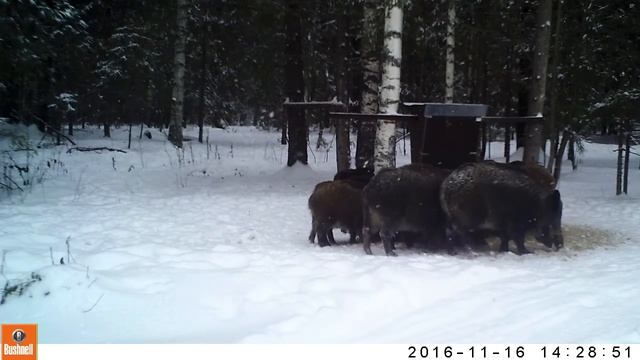 стадо кабанов на кормушке смотреть онлайн