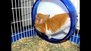 ВСЕ О КОЛЕСИКЕ ДЛЯ ХОМЯКА / КАКОЕ НУЖНО КОЛЕСО ХОМЯКУ ?  / как правильно выбрать / Alisa Easy Pets