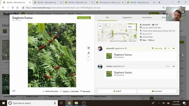 Staghorn vs Smooth Sumac - How to Identify Sumacs смотреть онлайн