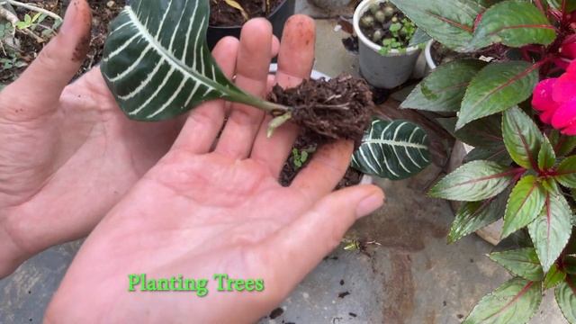 How to grow Zebra Plant with leaves | Alphelandra squarrosa смотреть онлайн