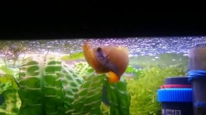 Нерест карликовых гурами ( Trichogaster chuna,  Colisa chuna)