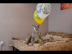 Сюрприз для Месси! Воздушные шарики на день рождения.