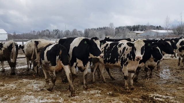 330 голов черно пестрой породы на продаже. Племенной КРС молочной породы. 330 Heads Holstein.