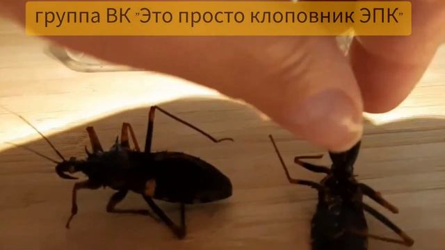 Как определить пол клопа - хищнеца. Psytalla Horrida. #клопы