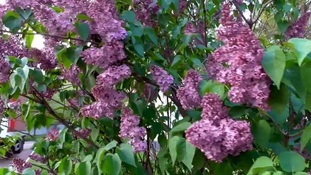 Lilas