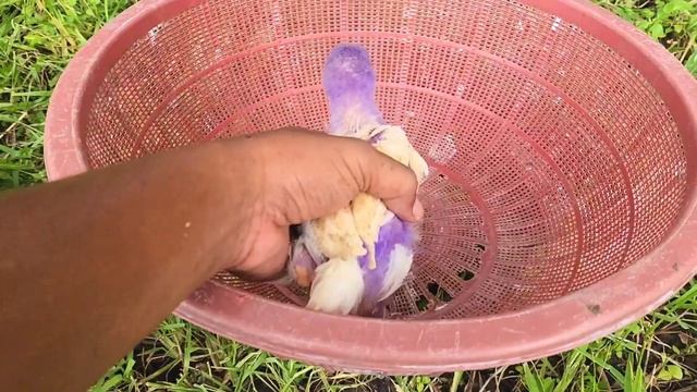 Catch millions of cute chickens, colorful chickens, rainbow chicken, rabbit,duck,cow,cute animals # смотреть онлайн