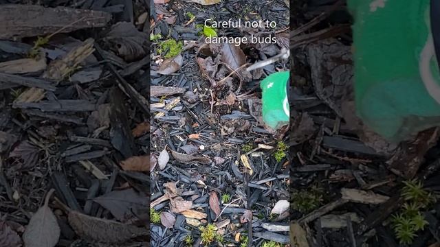 "Jack Of Diamonds" HeartLeaf Brunnera, Winter Clean Up - January 19 смотреть онлайн