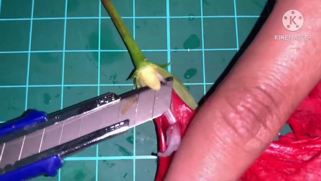 Disect Hibiscus and Allamanda Cathartica flower смотреть онлайн