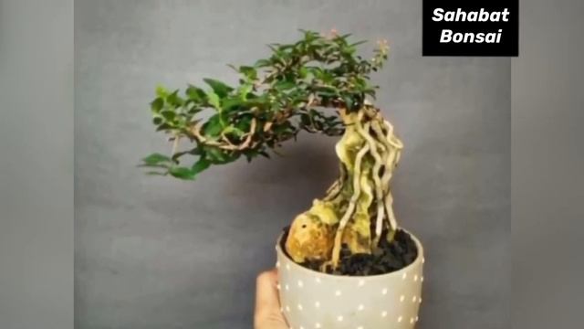Bonsai Sakura Mikro Juara
