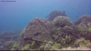 28 сентября Дайвинг в Нячанге остров Хон Мун