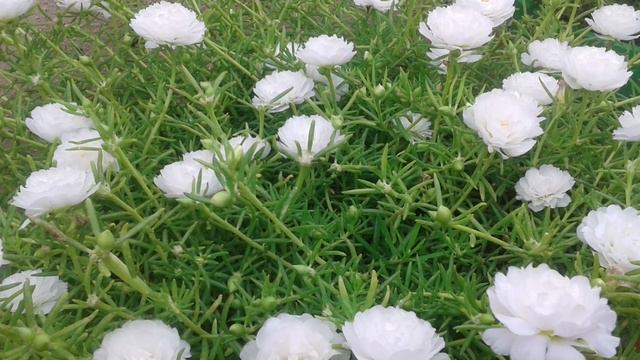 Moss Rose - Table Rose - Portulaca Grandiflora- 65 Colors Available. Whatsapp: 9361427377