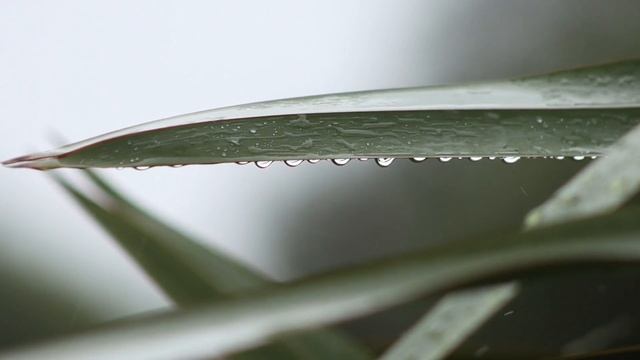 Звуки дождя для хорошего сна и расслабления тела/Rain Sounds For Good Sleep And Body Relaxation