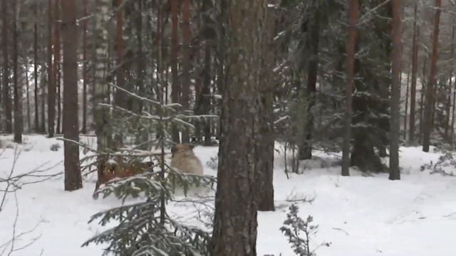 Boxer Rottweiler & Leonberger Pyrenean Mastiff Winter Wrestling смотреть онлайн