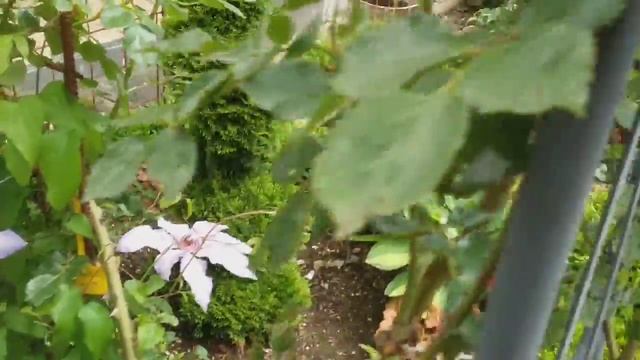 Clematis Beautiful bride
