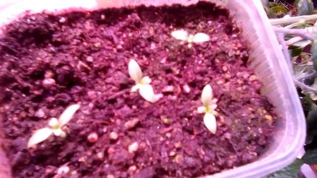 помидоры зимнего огорода. эустома . winter garden tomatoes. eustoma смотреть онлайн
