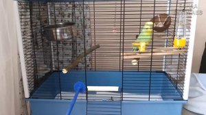 ? ✉  Попугай боится выходить || Как выманить волнистика из клетки?