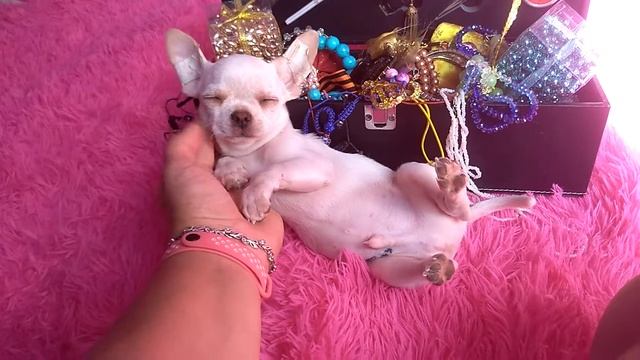 красивой семье красивый породный щенок чихуахуа Симферополь продажа Кастропуло мини ми-ми-ми ушасти