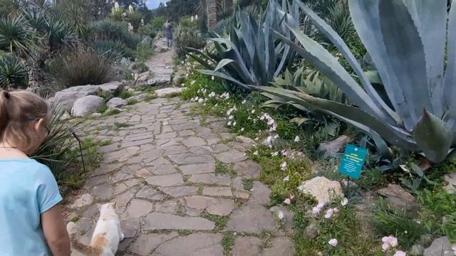 Крым. Ялта. Кот экскурсовод// Никитский сад// Кактусы// Райский сад// Пляж смотреть онлайн