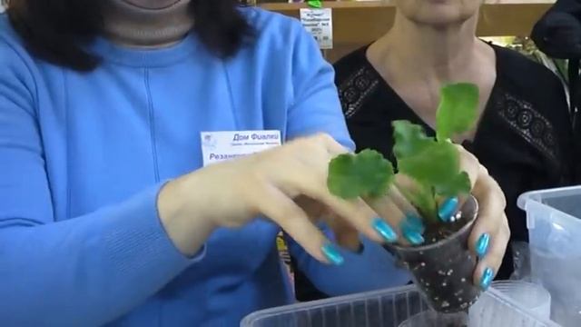 ДФ. Сенполии от черенка до детки. М.Резанкова