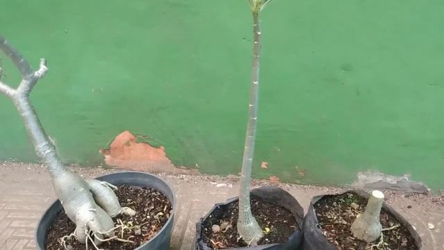Tutorial Grafting Adenium Bunga Tumpuk ID Thank Napaka смотреть онлайн
