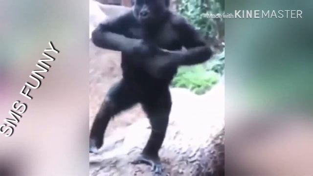 СМЕШНЫЕ ЖИВОТНЫЕ 2020 | ПРИКОЛЫ КОТЫ СОБАКИ #лучше приколы с кошками и собаками funny animals смотреть онлайн