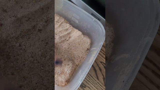 Никогда это не делала. (засолка сала, пробный вариант) Все мы учимся, и я не исключение 🤗🤗🤗 смотреть онлайн