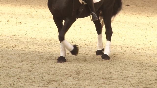 Конная Россия. Шоу "Цвет совершетсва: черный". МС Наталья Пашковская и фризский жеребец Jere смотреть онлайн