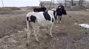 Нетель готовится к отелу.