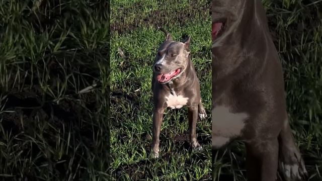 Самый сильный ребенок #americanstaffordshire #dog #tret #staffy #nature #staffyx #pitbull #dogbreed смотреть онлайн