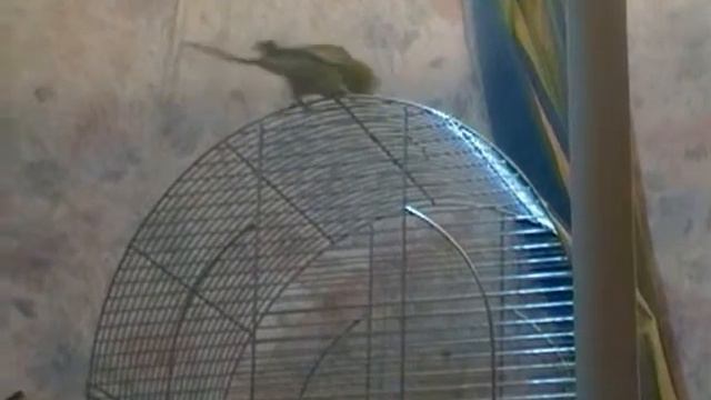 Птича: первый полет и первое знакомство дома. смотреть онлайн