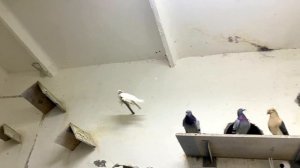 ПОСТРОИЛ НОВУЮ ГОЛУБЯТНЮ СТРОЙКА ГОДА