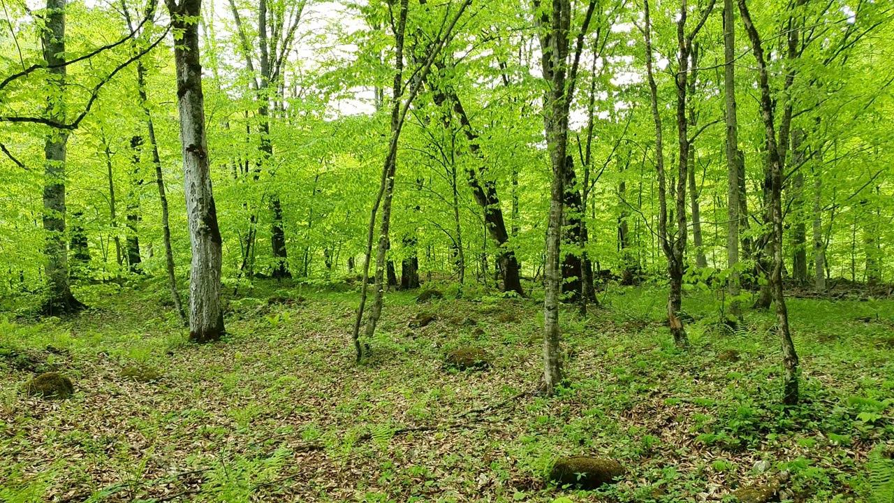 Birds Singing - Forest Sounds and Relax, Beautiful Bird Sounds for Sleep and Study смотреть онлайн