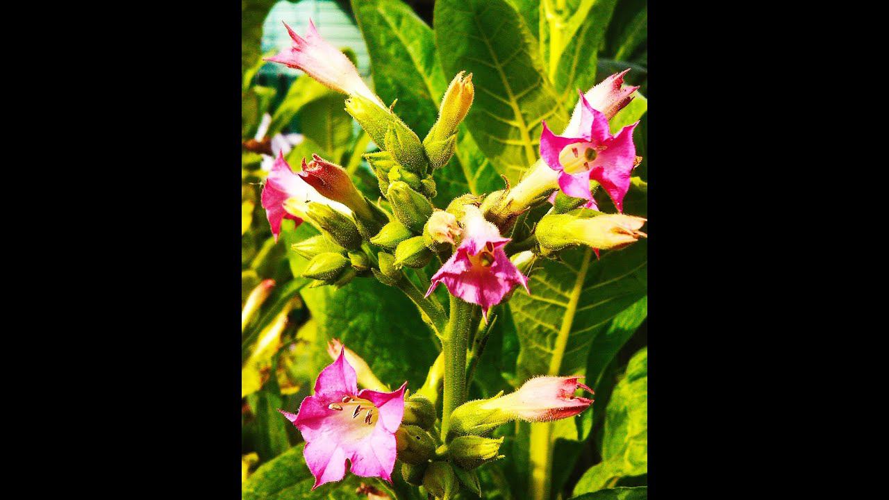 ДНЕВНИК ТАБАКОВОДА № 1 ( 15.02.16. ПОСЕВ СЕМЯН ТАБАКА. )