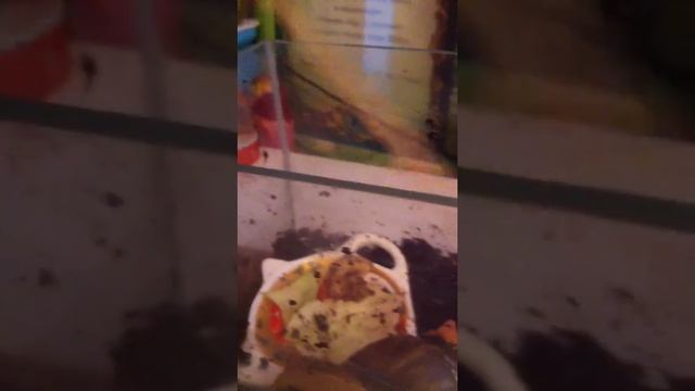 Что нужно для укрепления ракушки улиток ахатин смотреть онлайн