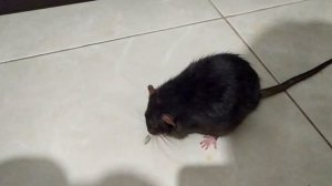 Как дрессировать крысу