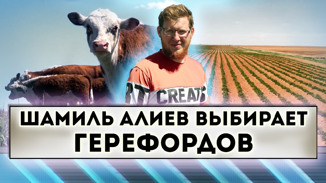 Шамиль Алиев выбирает герефордов смотреть онлайн