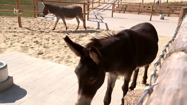 Wo die Kuh übers Gesicht leckt - der ganz andere Zoo | doku | erlebnis hessen смотреть онлайн