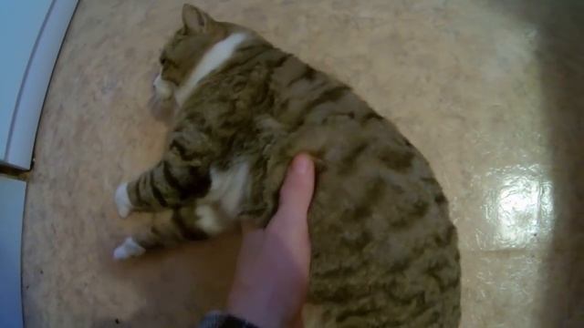 Домашний кот. смотреть онлайн