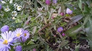 Сентябринки - астры новобельгийские, посадка и уход