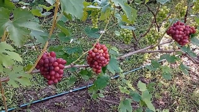 @Виноград Альянс надранній Виноградник Гергеля, Полтава 2022 смотреть онлайн