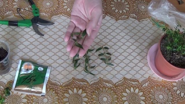 Мирт. Весенняя обрезка. Размножение черенками. смотреть онлайн